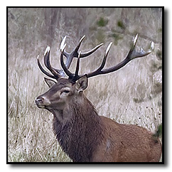 Brame du cerf